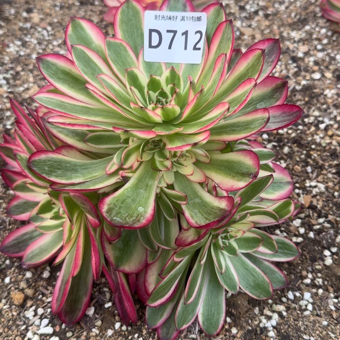 712荔枝多肉植物