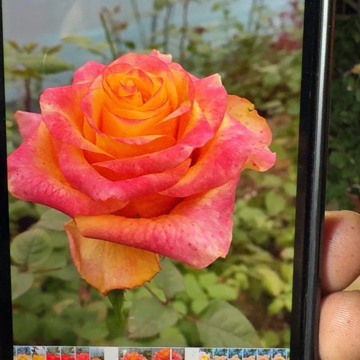 无花朵183根接小苗