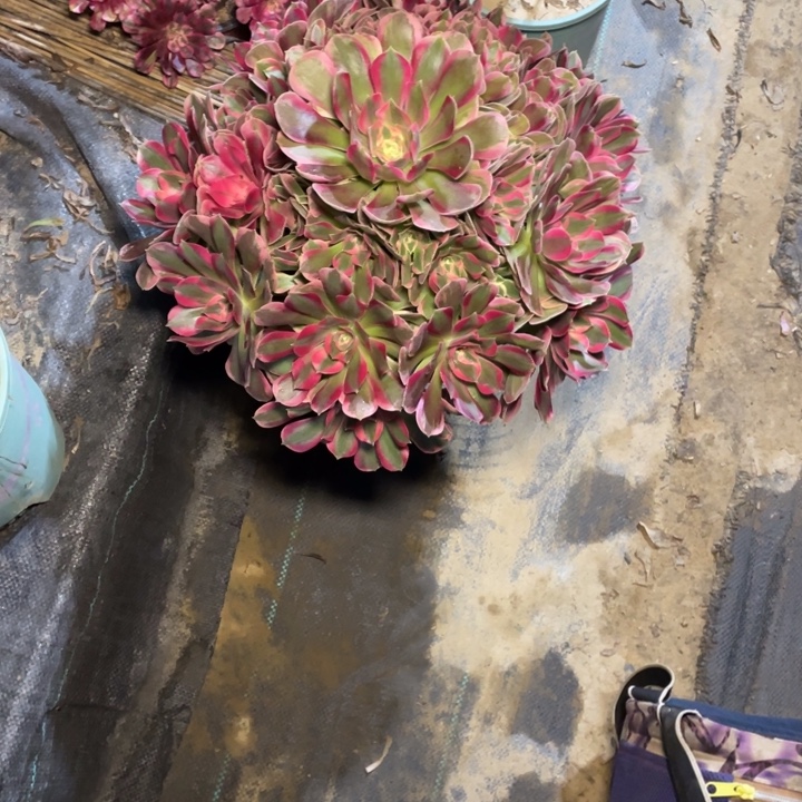 28妖月，多肉植物多肉