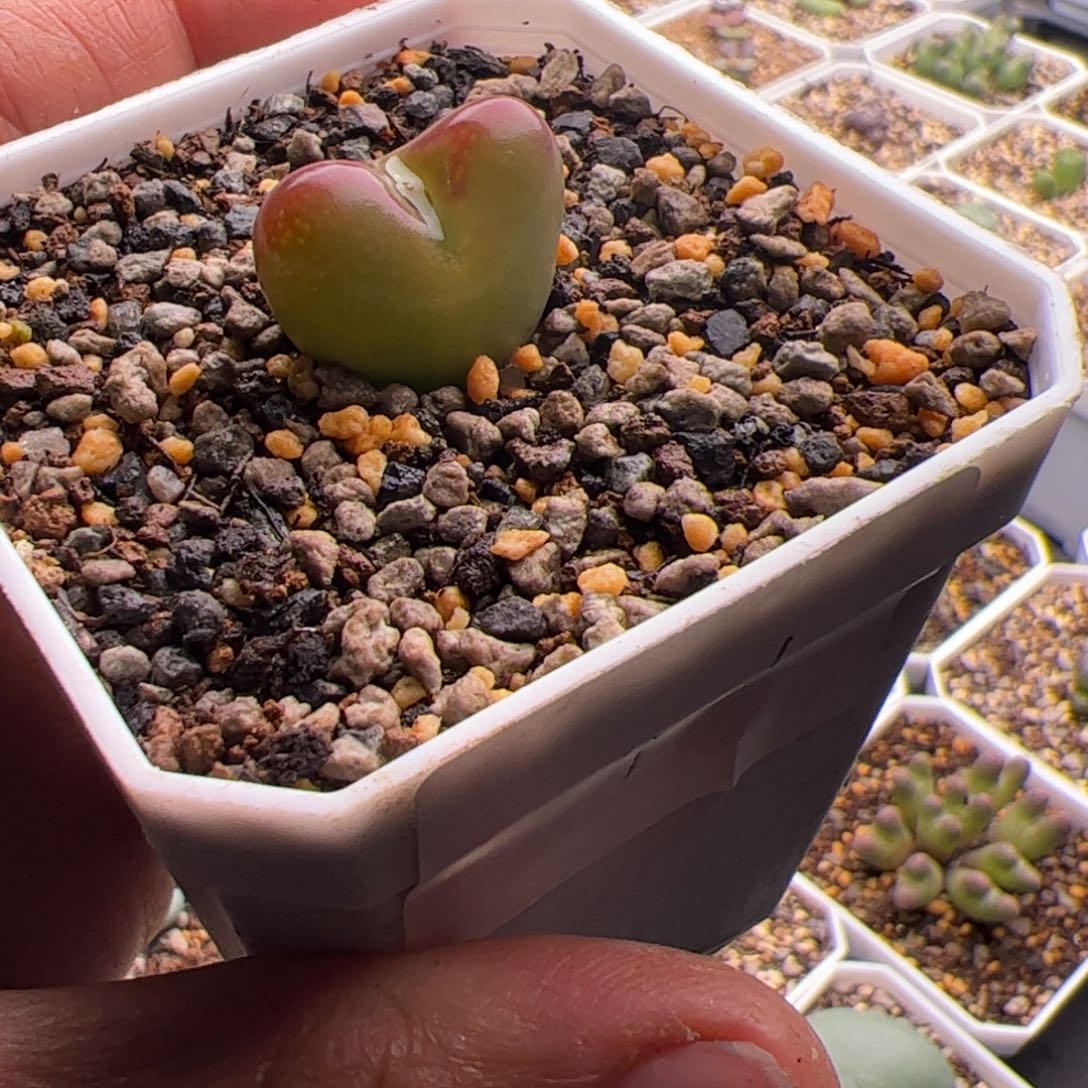 12.31粗纹将杂多肉植物506