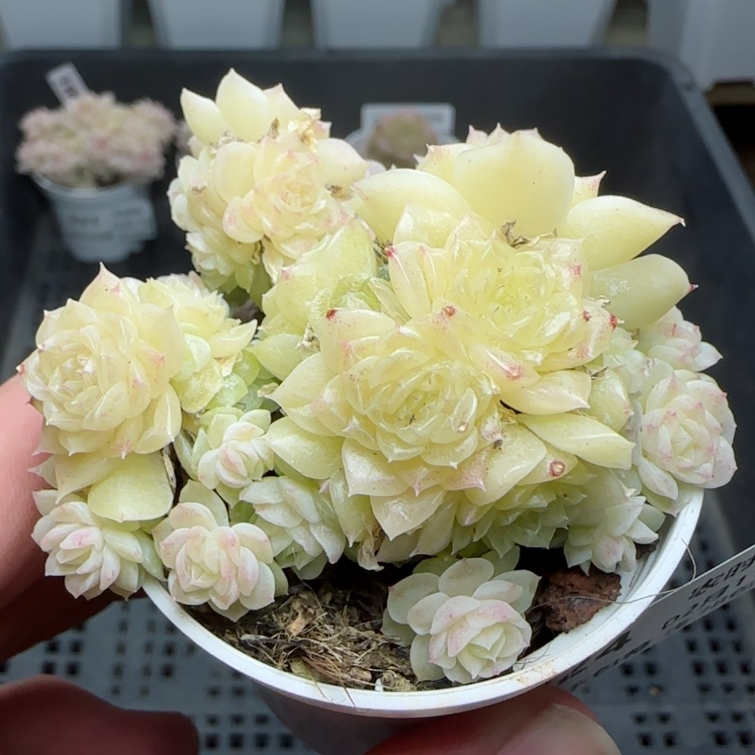 0211-224珠光麦秆