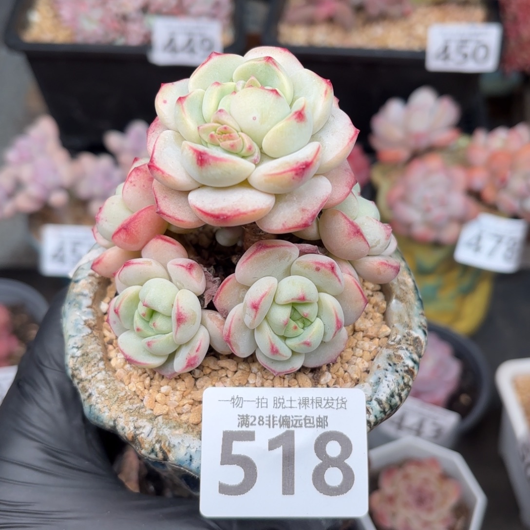 香草多肉无盆土发货