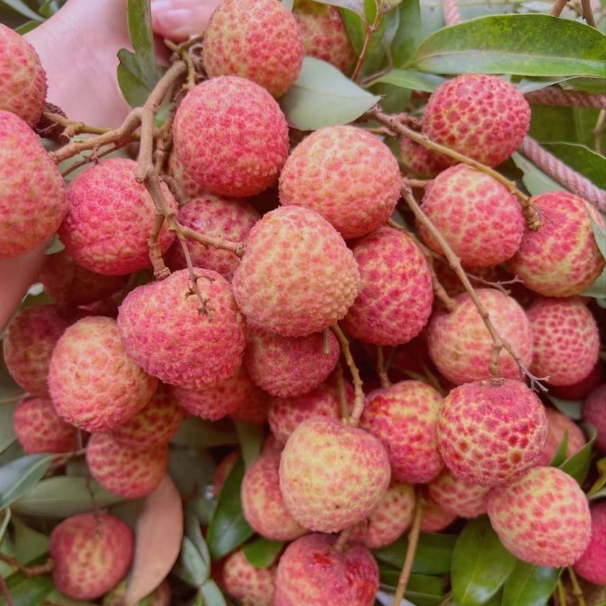 【白蜡荔枝】茂名高州老树荔枝新鲜采摘产地冷链直达当季水果