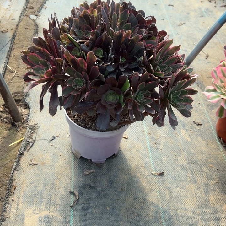 8灰姑娘多肉多肉多肉多肉