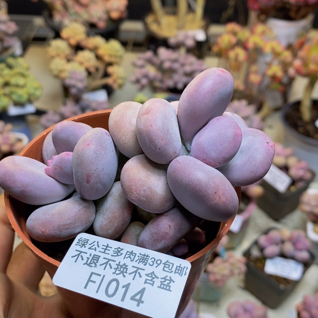 014大叶奶多肉8cm