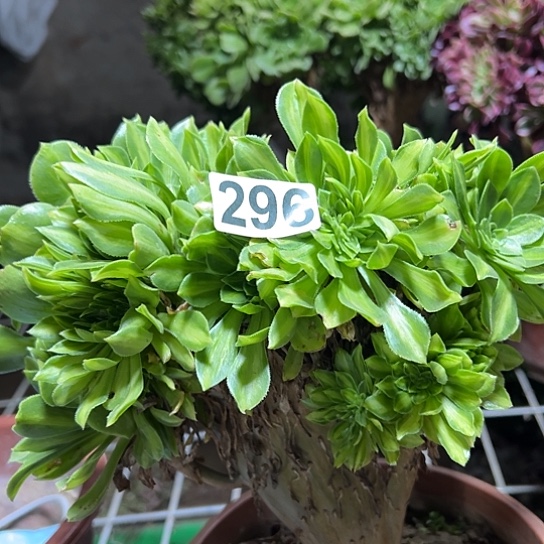 汉***子多肉植物一个琉璃296