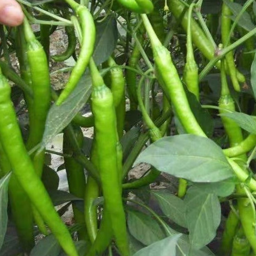 农家自种【青皮小辣椒】皮薄肉厚开胃菜 优质辣椒