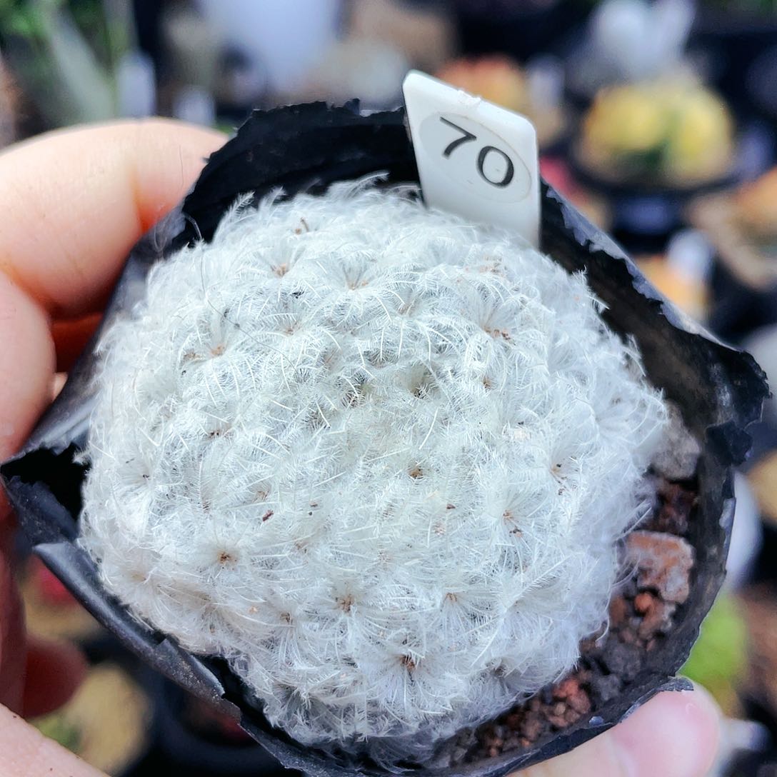 非偏远地区25包邮仙人球