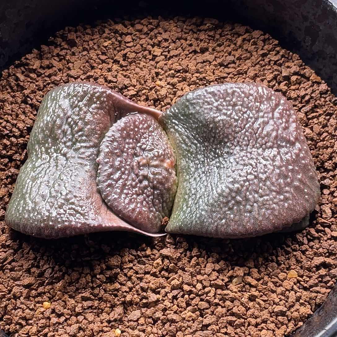 实生牛舌鲨鱼掌卧牛