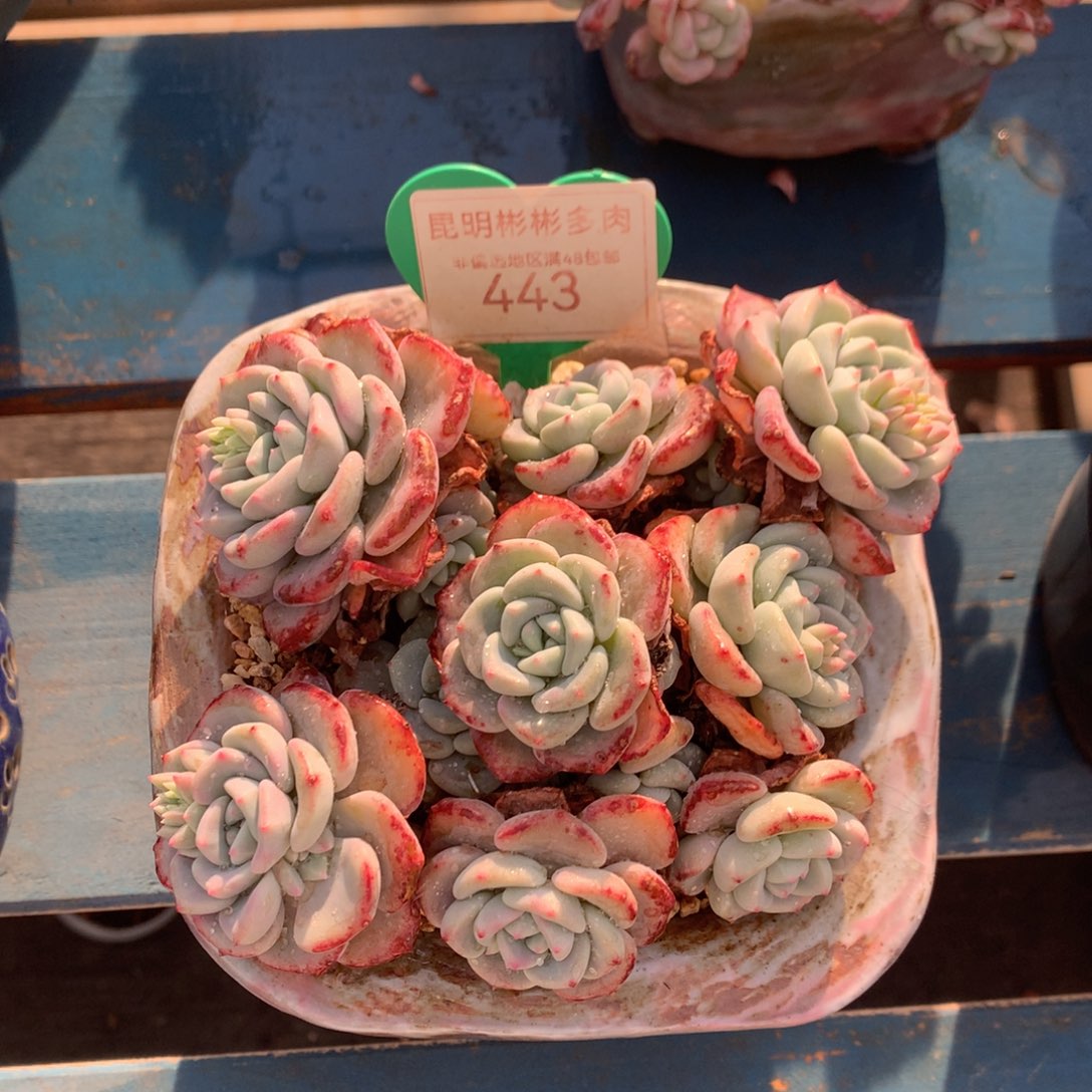 千山雪老桩无砍443