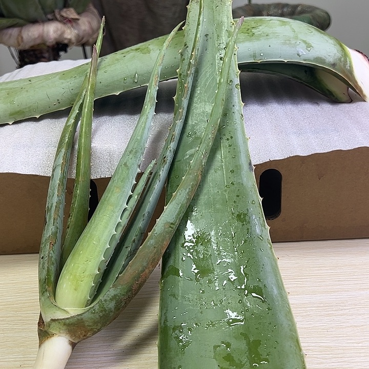 无花朵一片食用叶片，一颗小苗