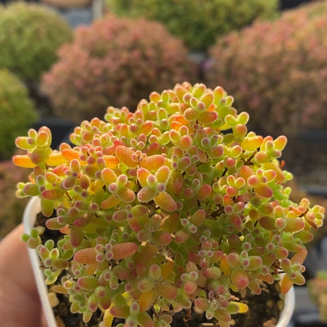蜜橘糖球2746枝干番杏