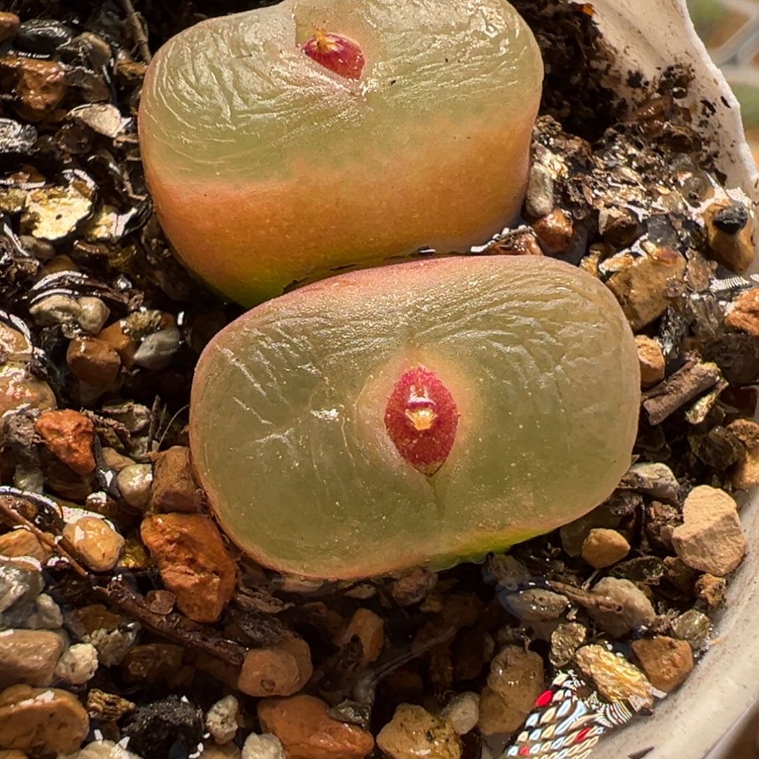 087多肉植物种类多样