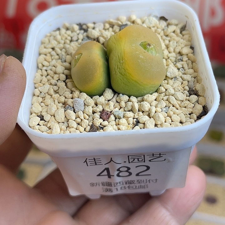 佳人园艺多肉生石花蟠桃482