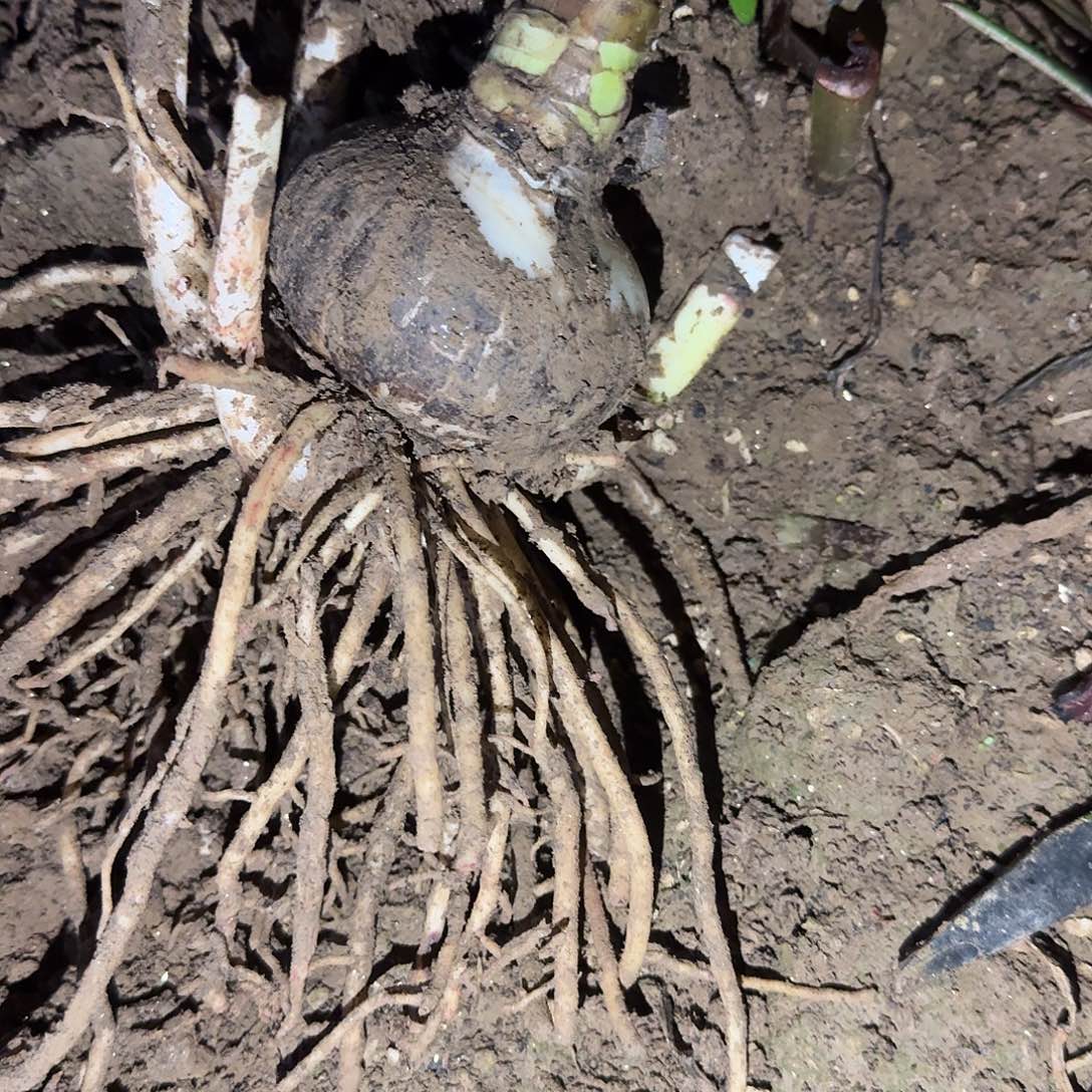 梦幻洛丽塔7厘米带4侧裸根一棵