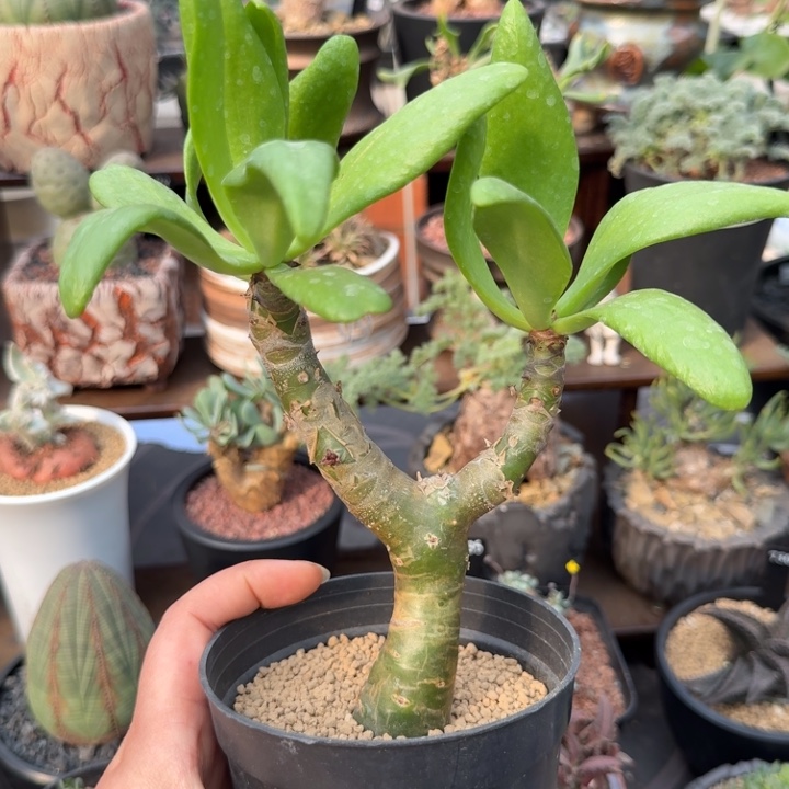 阿房宫(满28包邮)