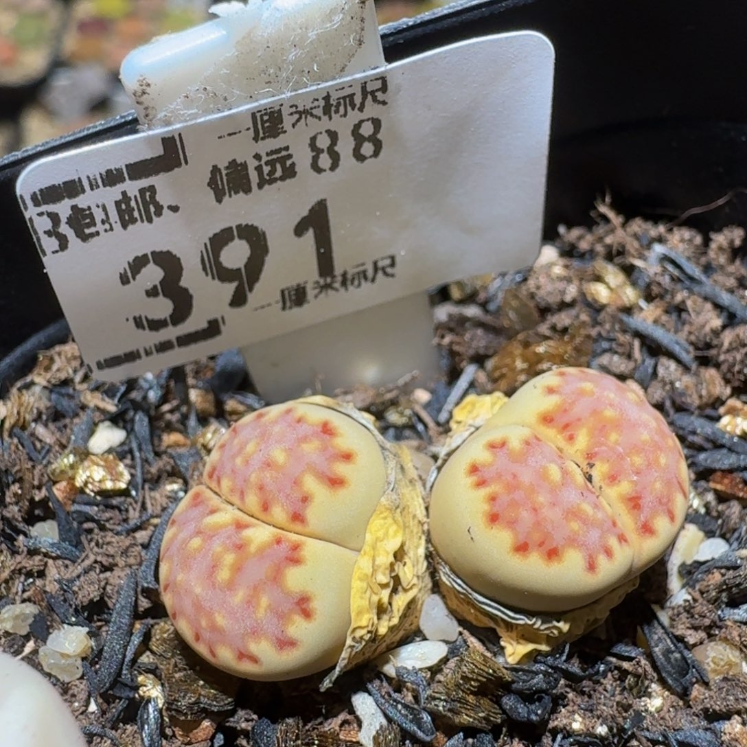 Ssss精品生石花391