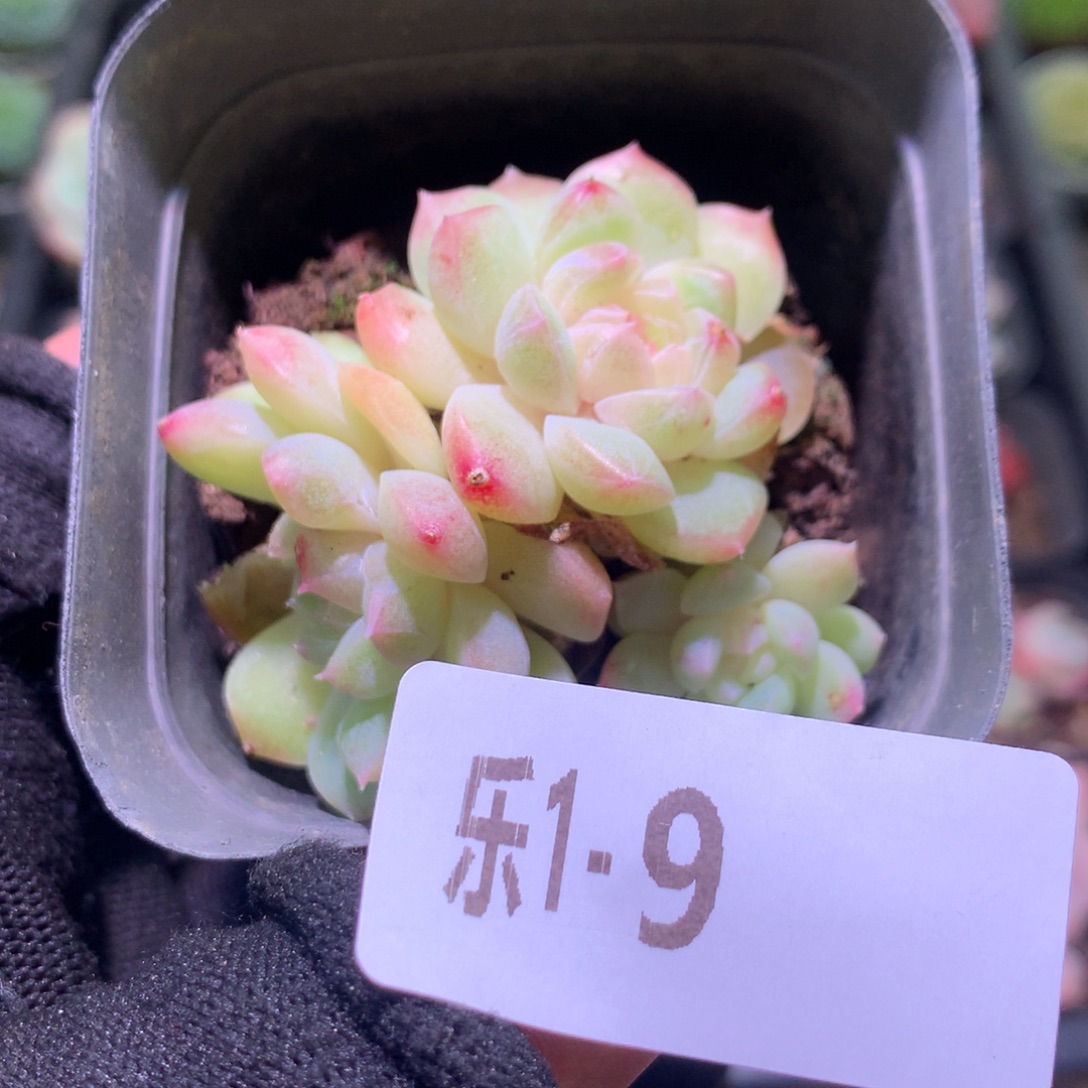 乐然 1-9 新品群 