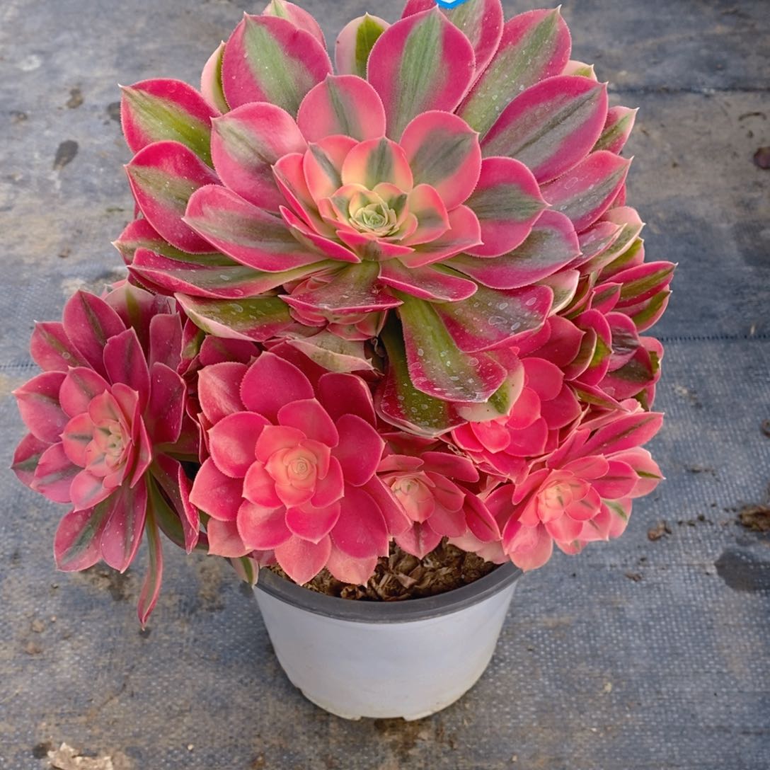 624粉女巫多肉法师