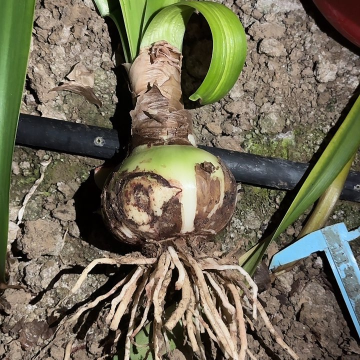 健**一僵美人有标带土九左右表皮丑