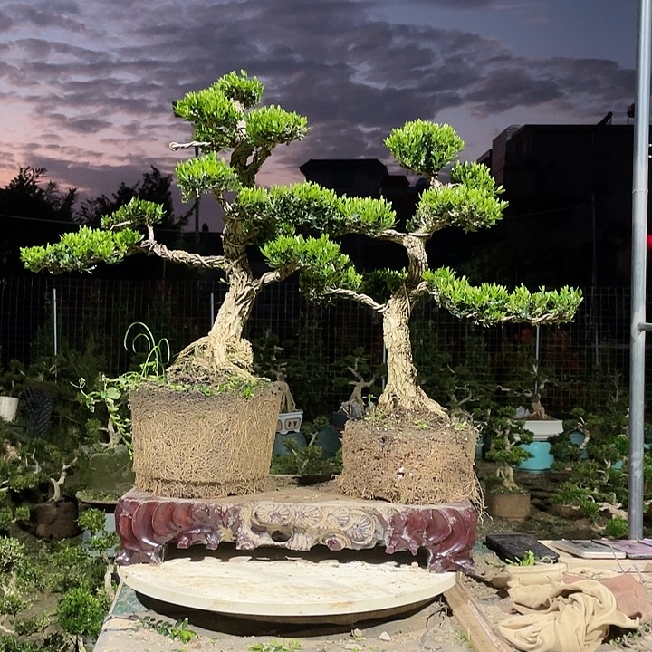 完全开放蜂*浆黄杨盆景园林植物