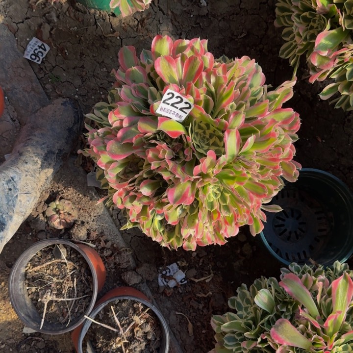 白凤花27-26包邮花花