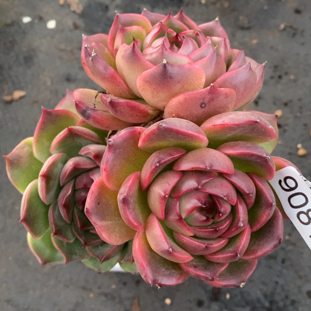 杂交精品多肉9081~10厘米