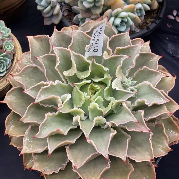 夏悦多肉 0119-94饺子皮