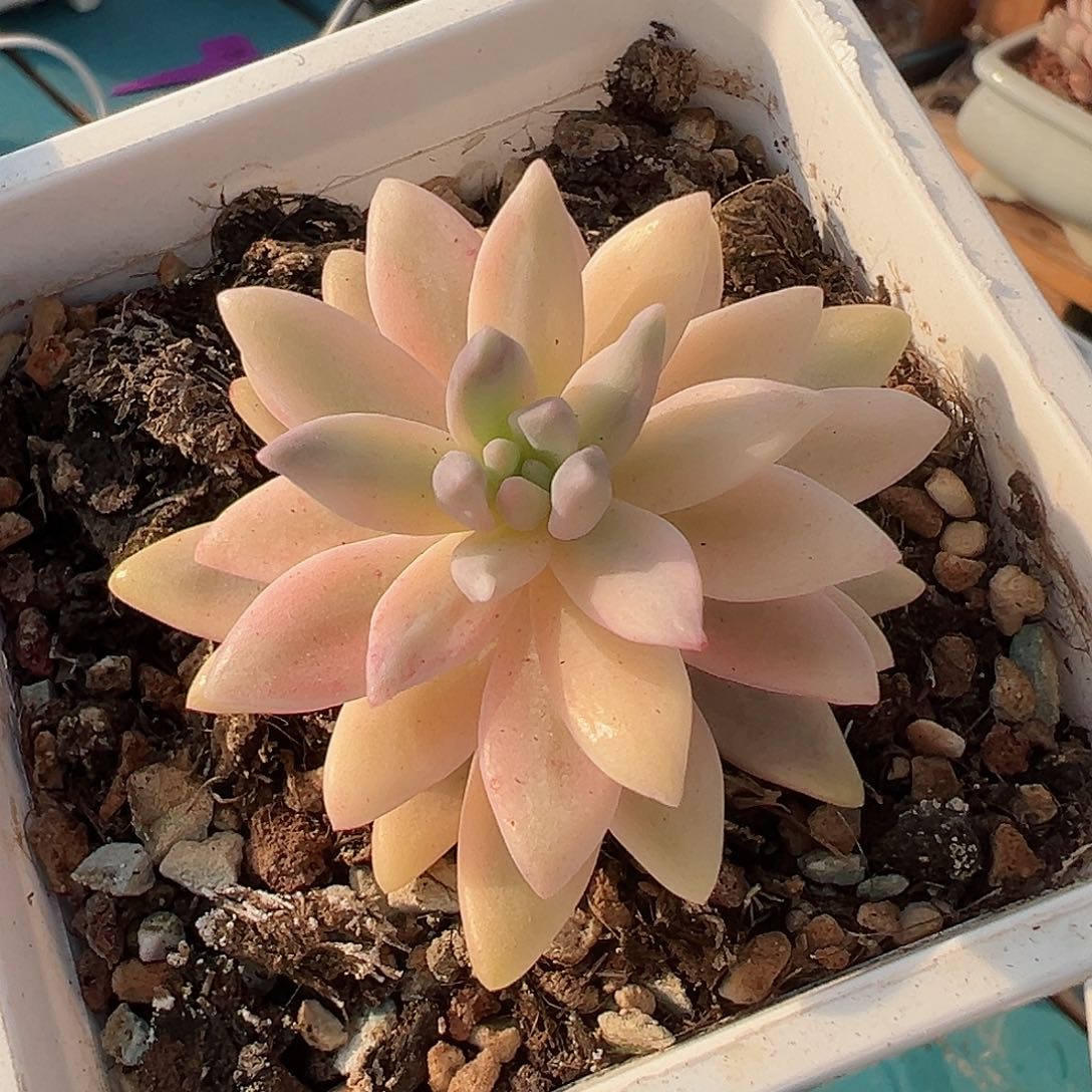 秋丽锦，覆轮锦多肉植物