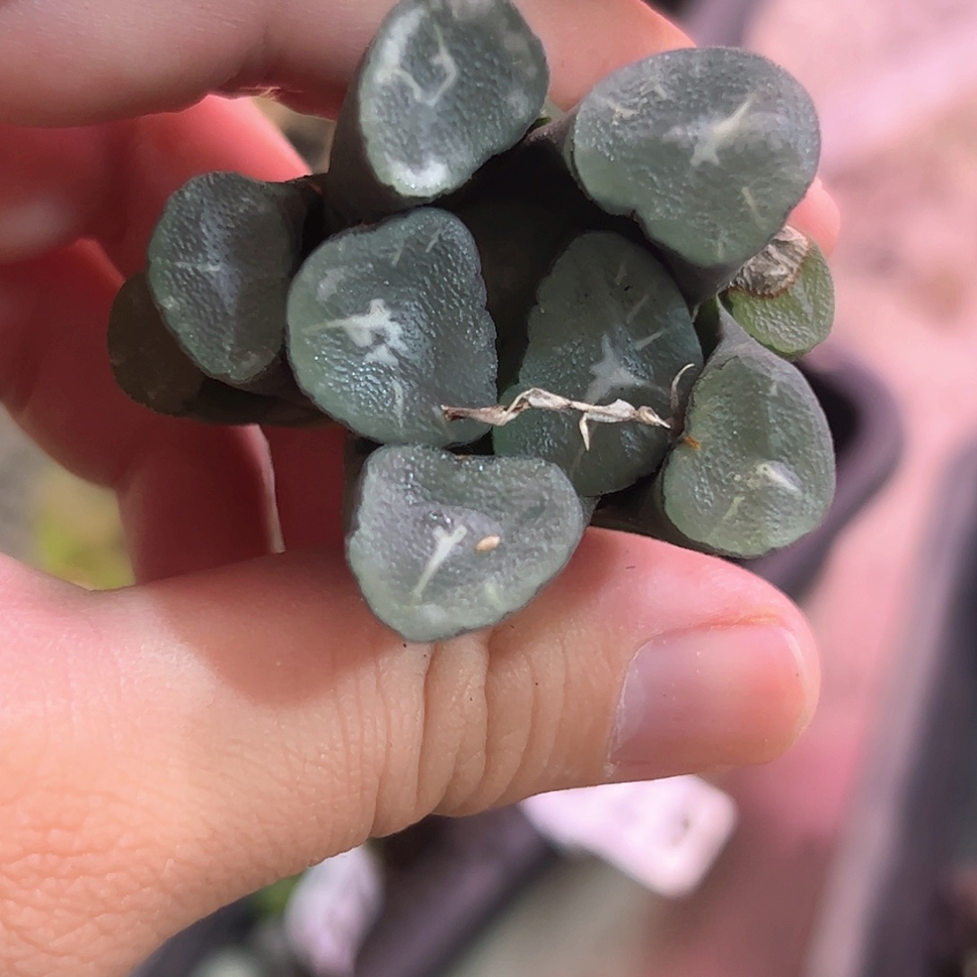 卡罗拉十二卷多肉