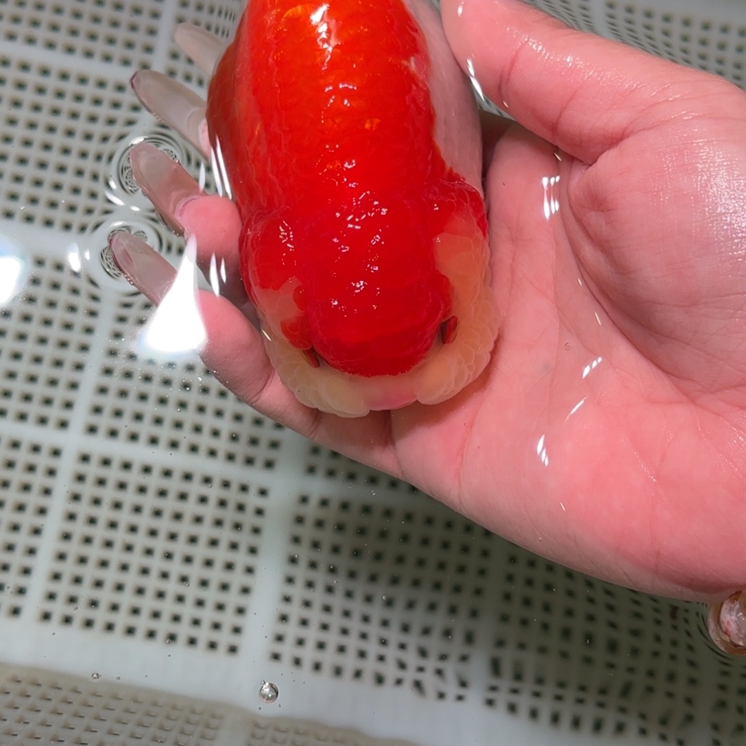 可***辰金鱼拍包装包邮不拍包装运费到付