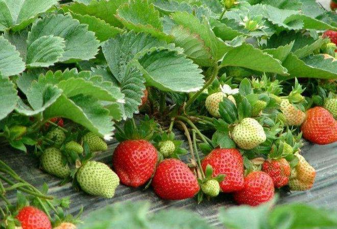 草莓苗裸根福利多多
