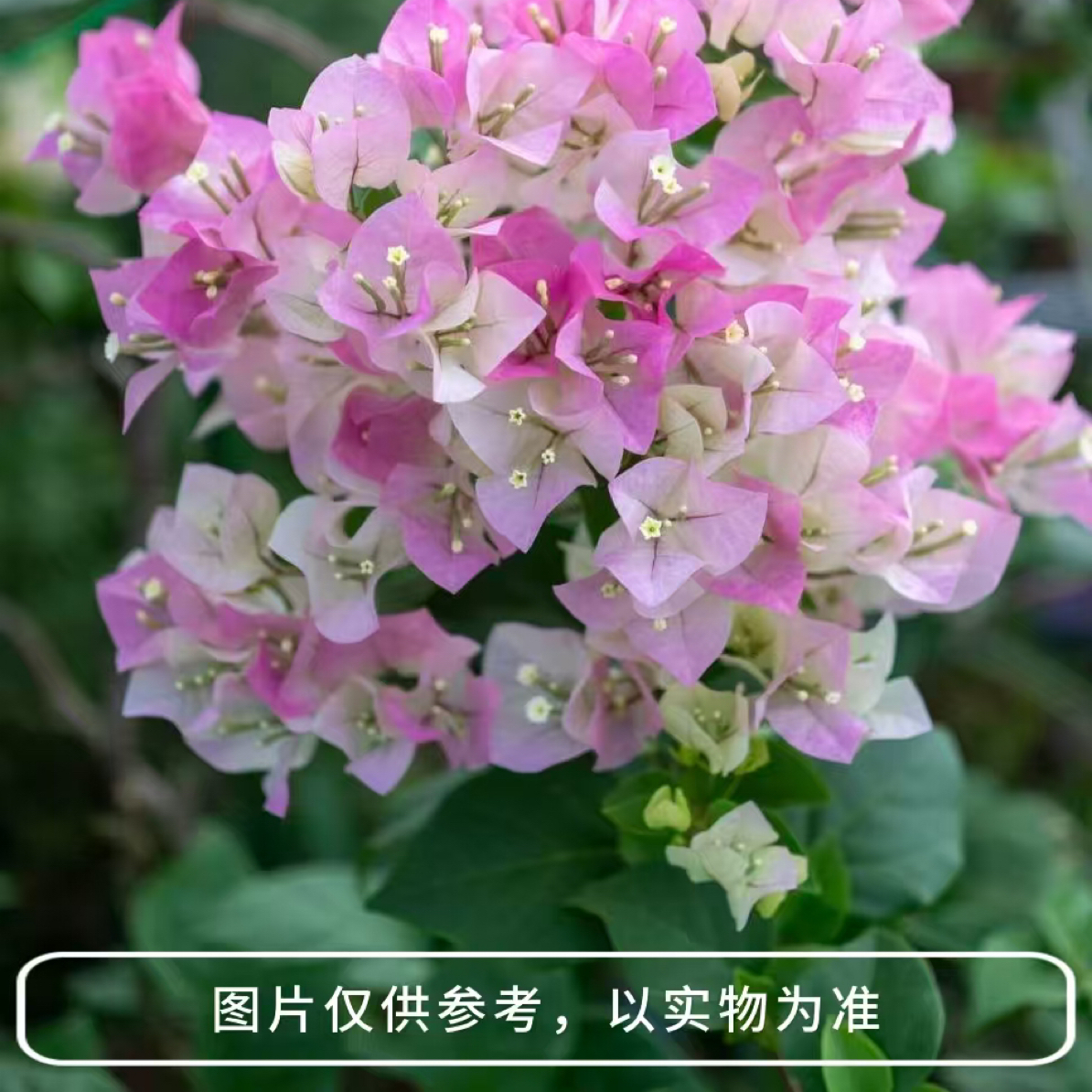 【绿樱】四季勤花三角梅基地直发好养易活品种