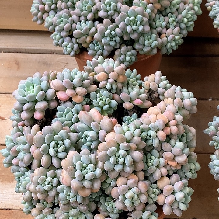 114。洛可可。群生，