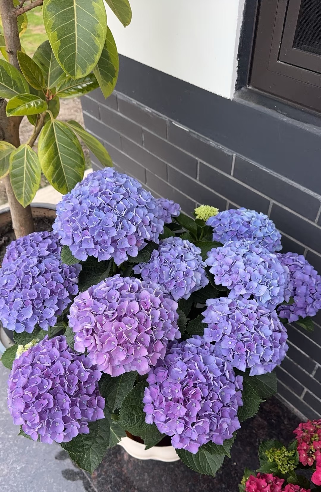 （魔幻革命）单瓣绣球花多年生观赏植物带可阳台庭院盆栽