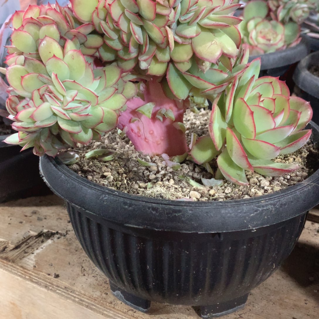 多肉植物多肉植物牡丹亭树缀