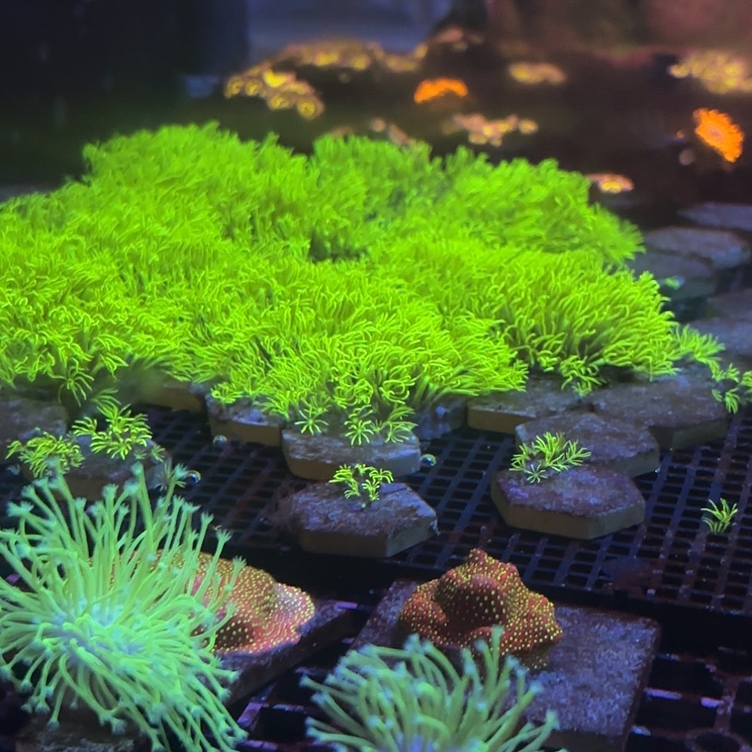 海缸造景海葵草皮海缸造景