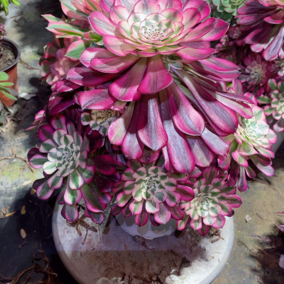 多肉植物红铜超白735