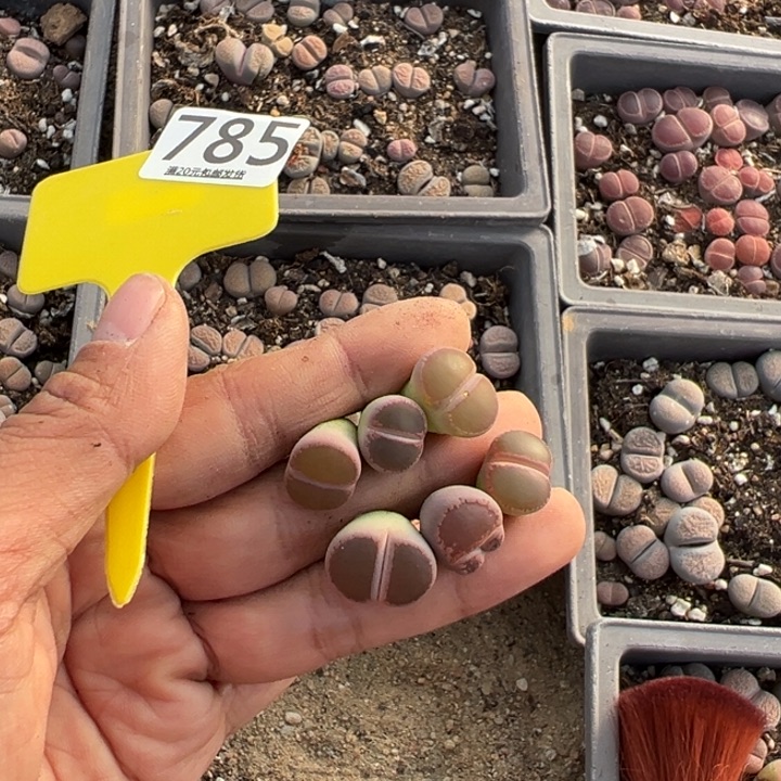 ****️生日快乐啊小可爱785