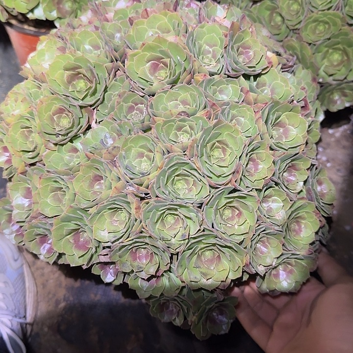 精品红心沙拉碗绣球朵朵亏本福利122辆