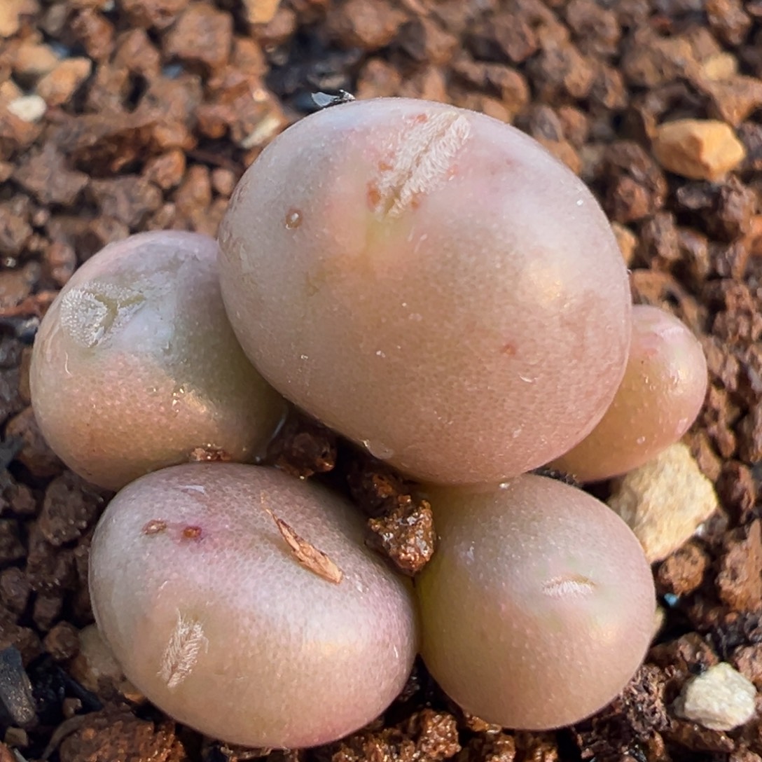 紫葡萄群多肉植物百科