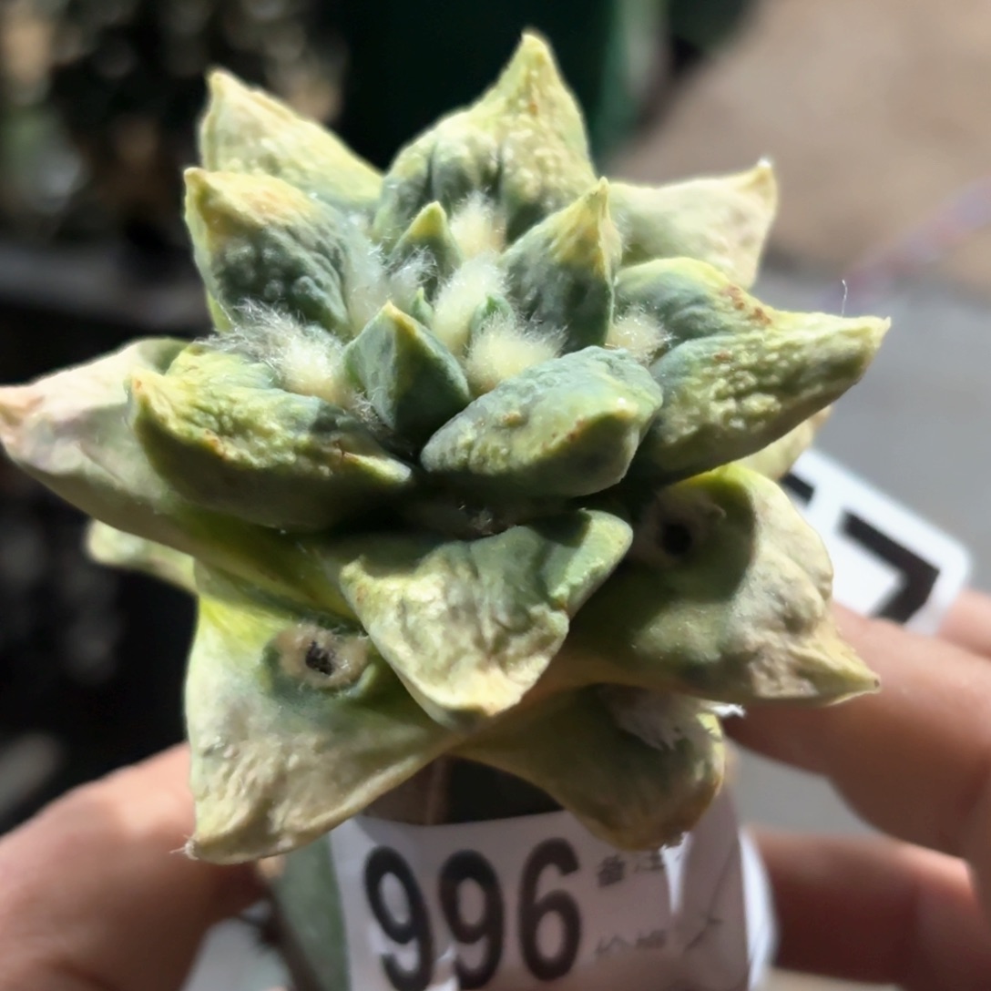 龟甲牡丹锦仙人球996