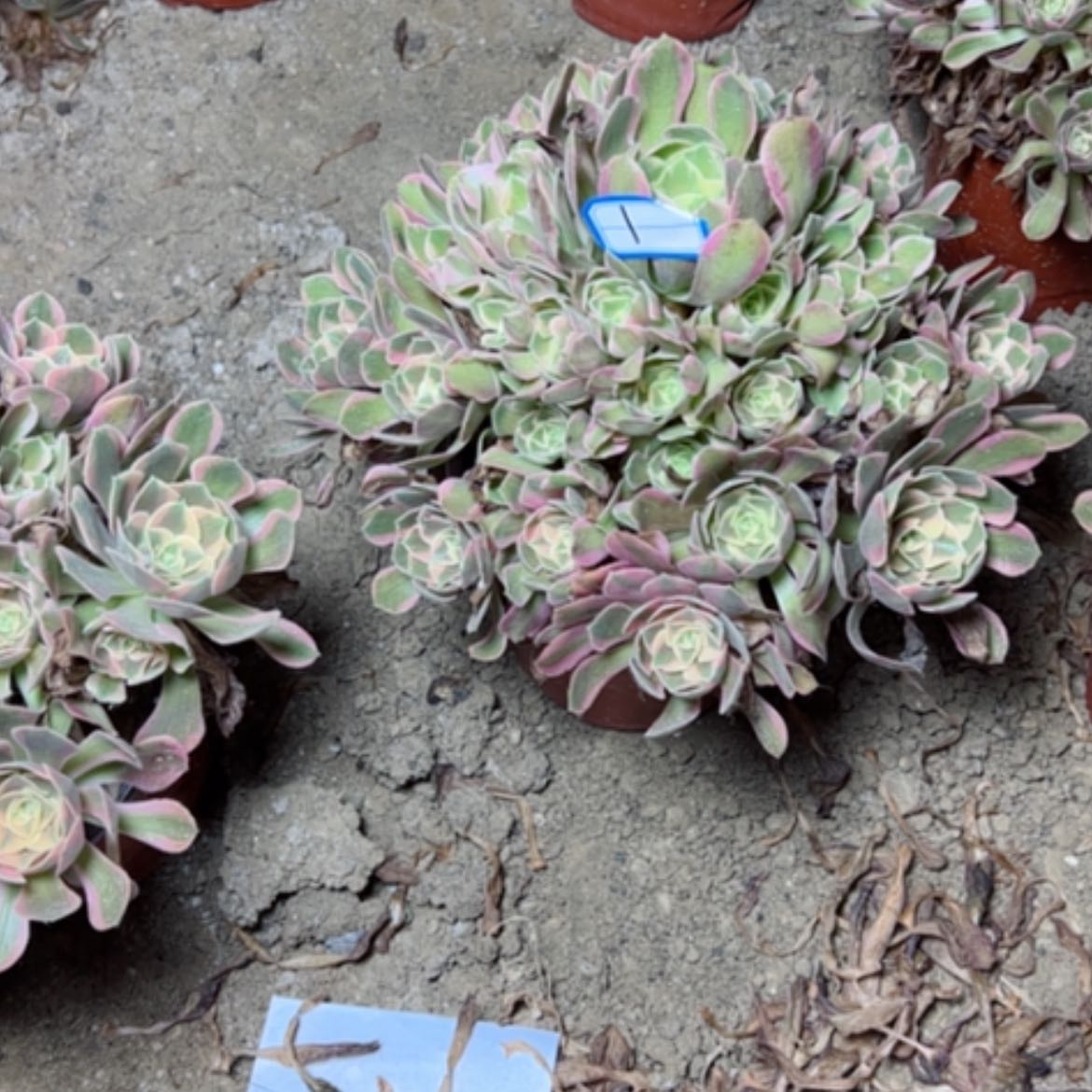 【闪购商品】多肉植物妖月1