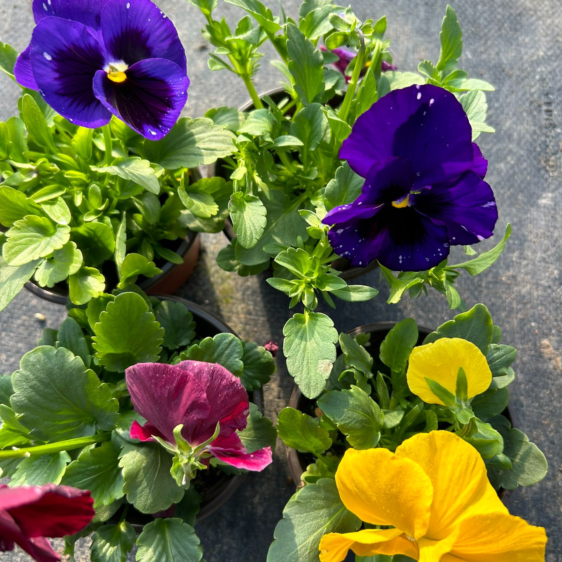 三色堇盆栽带花苞盆栽花苗阳台庭院冬天耐寒好养