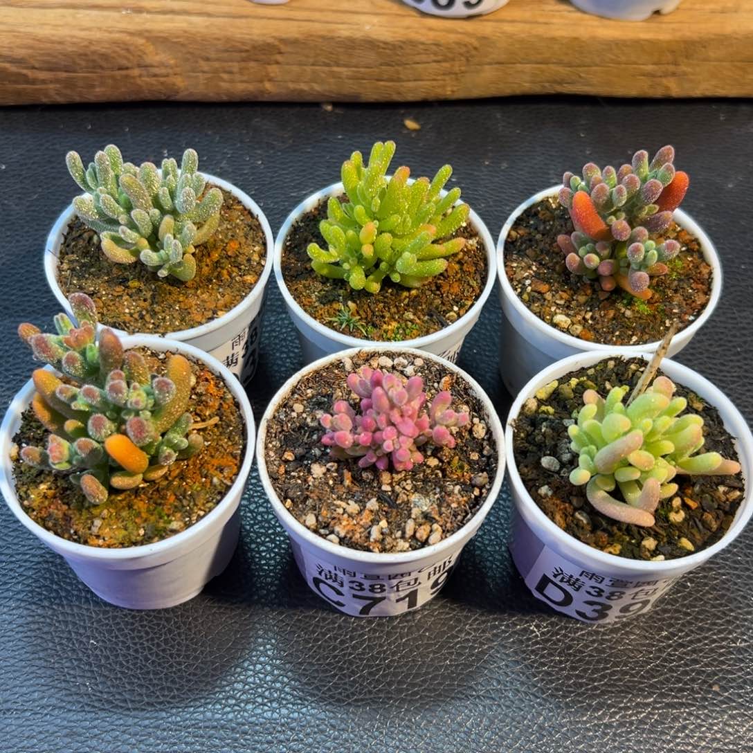 X***n30-402xuan的专拍6盆节后发货