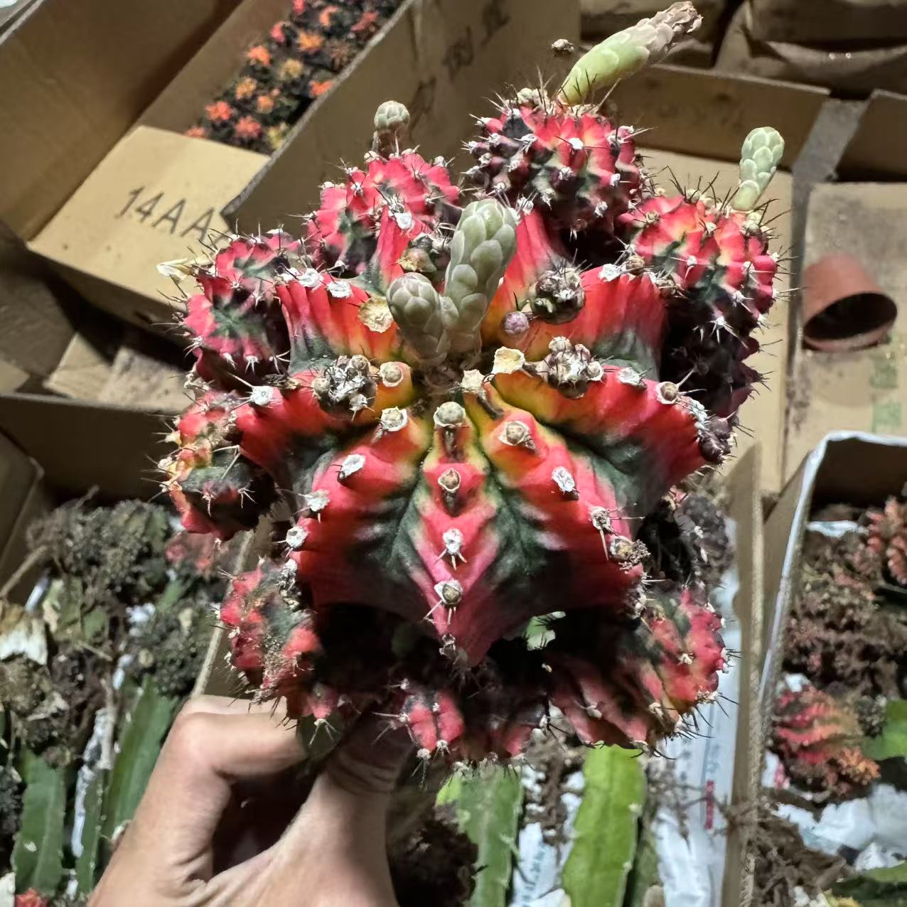 花蝴蝶 仙人球植物漳州基地直发货 新手好养 室内外