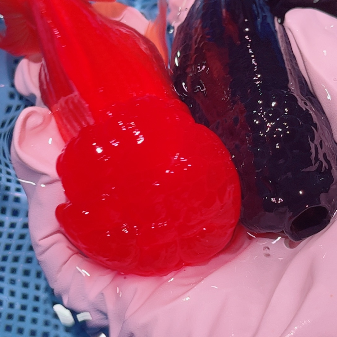 狮头鱼直播间一物一拍