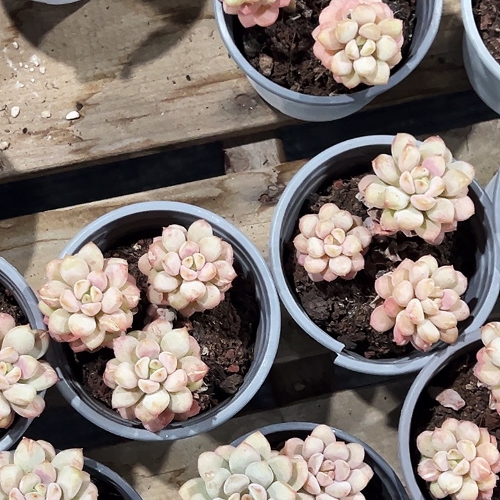 团047。    两盆阳光玫瑰