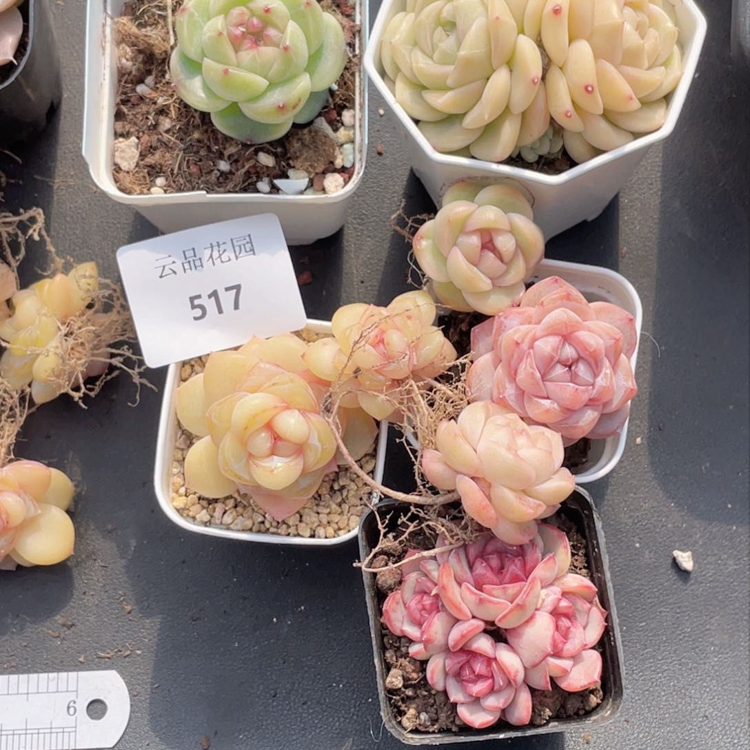 岁**眸517号糖心冰心珍妮8