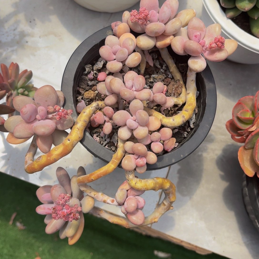 婷***?丽娟花卉精品桃蛋